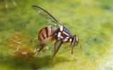 辐照技术繁殖无菌不育性果蝇 助力农业病虫防治