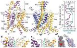 Nature：揭示TASK离子通道的三维分子结构