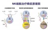 靶向线粒体凋亡可增强NK细胞免疫治疗