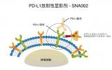 中美临床试验批准 | 国内首个核素标记PD-L1显影剂