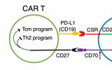 广州生物院发现靶向PD-L1的CSR提升CAR-T细胞疗效的分子机制