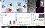 华中科技大学牛冉团队J. Hazard. Mater：离子交换诱导多种效应促进微电机对非海水中铀的吸收